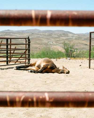 Mule in the Desert